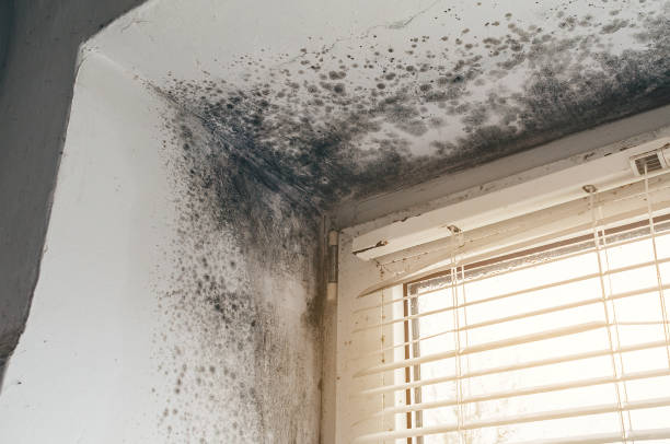 Affordable Mold Cleanup solutions in Midland, VA