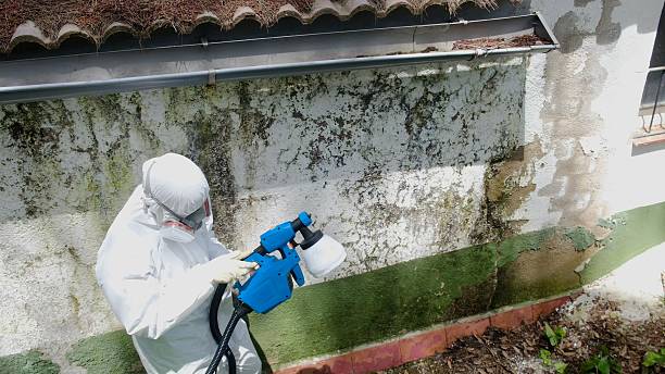 Top rated local Mold Cleanup specialists in Midland, VA